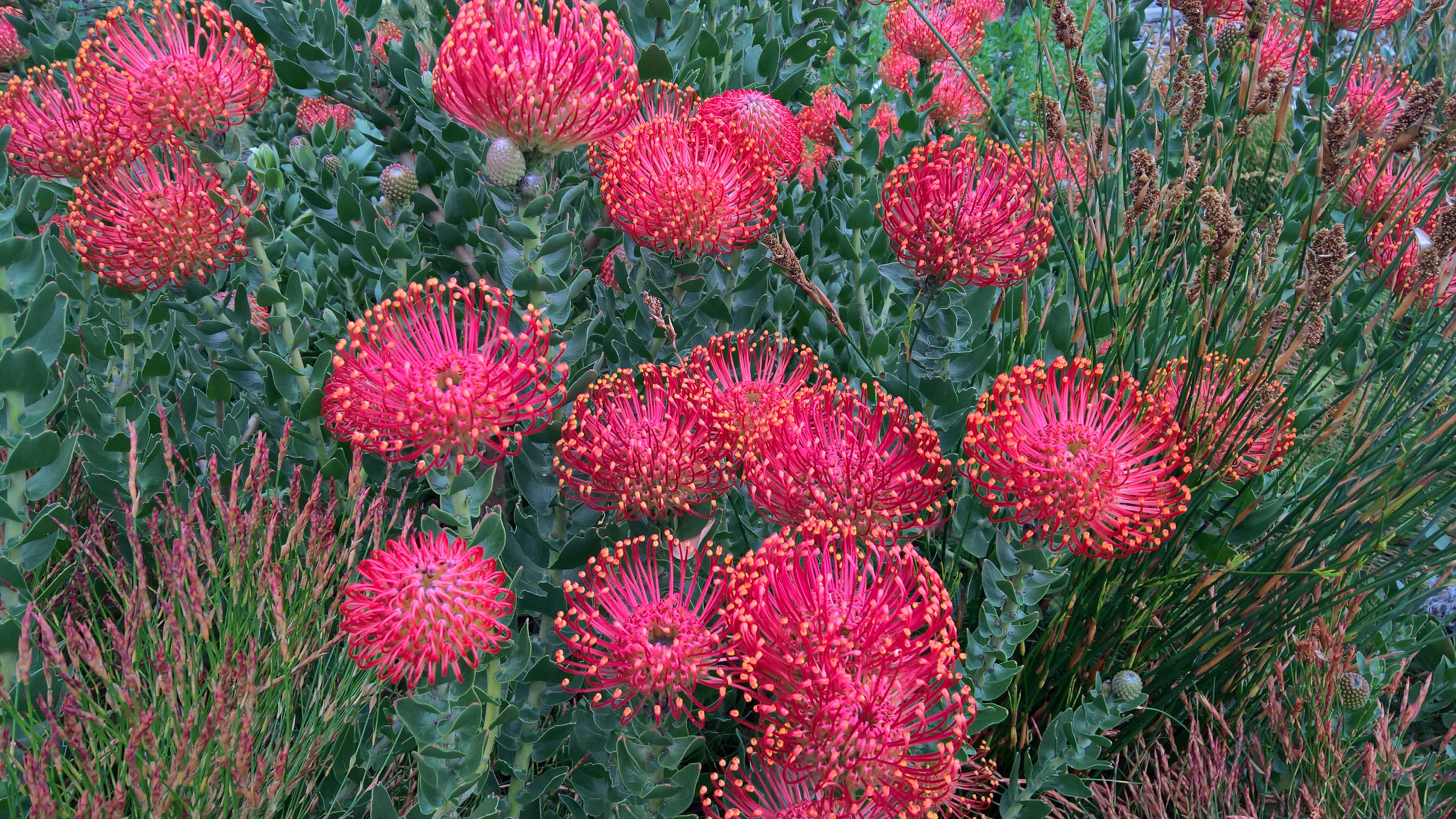 Protées pelotes d’épingles rouges (Red Pincushion protea, Leucospermum Cordifolium)